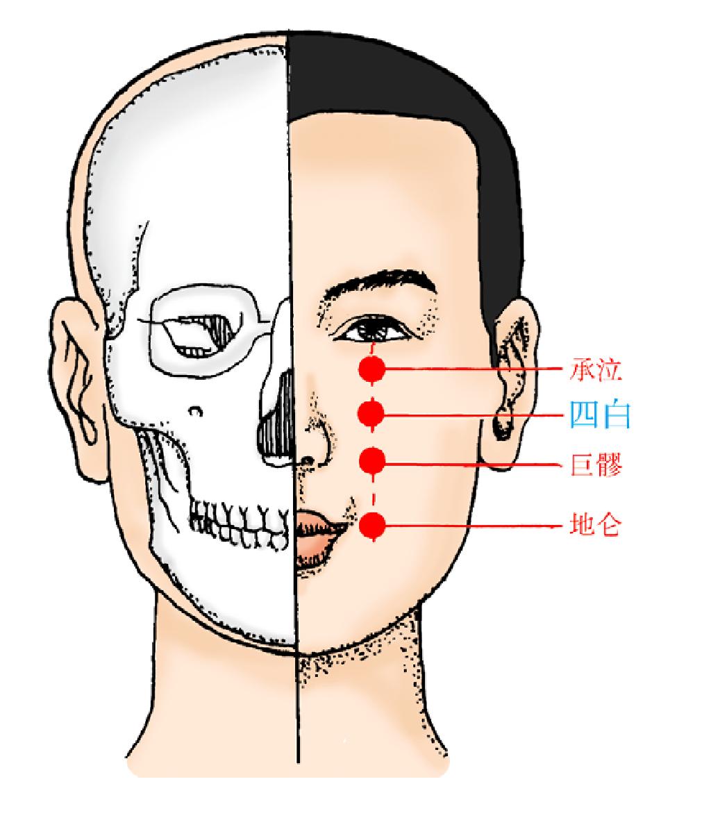 四白——雙目明亮常按揉