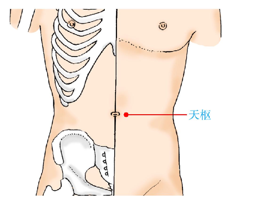 天樞——調(diào)理腸胃之樞紐