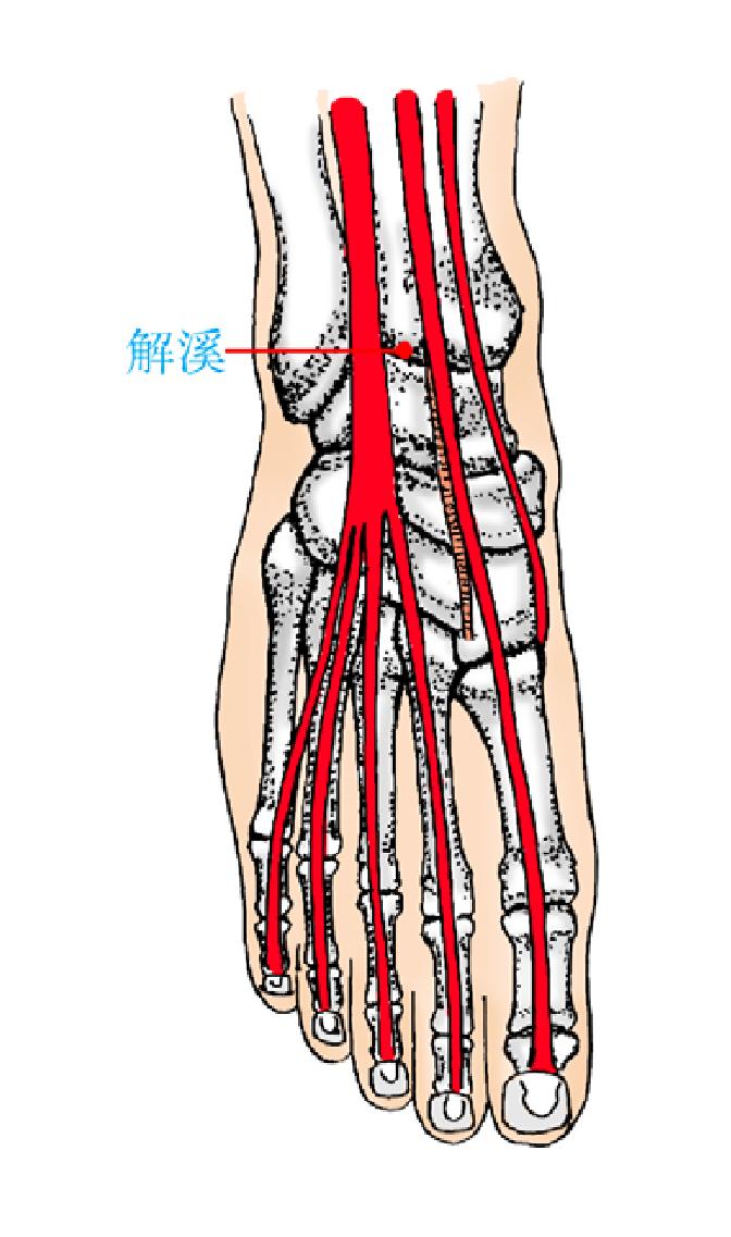 解溪——腦部供血更聰穎
