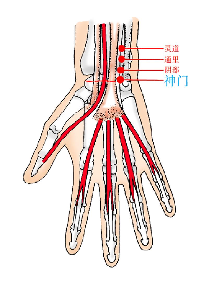 【取穴方法】腕部,腕掌侧横纹上,尺侧腕屈肌腱的桡侧凹陷处