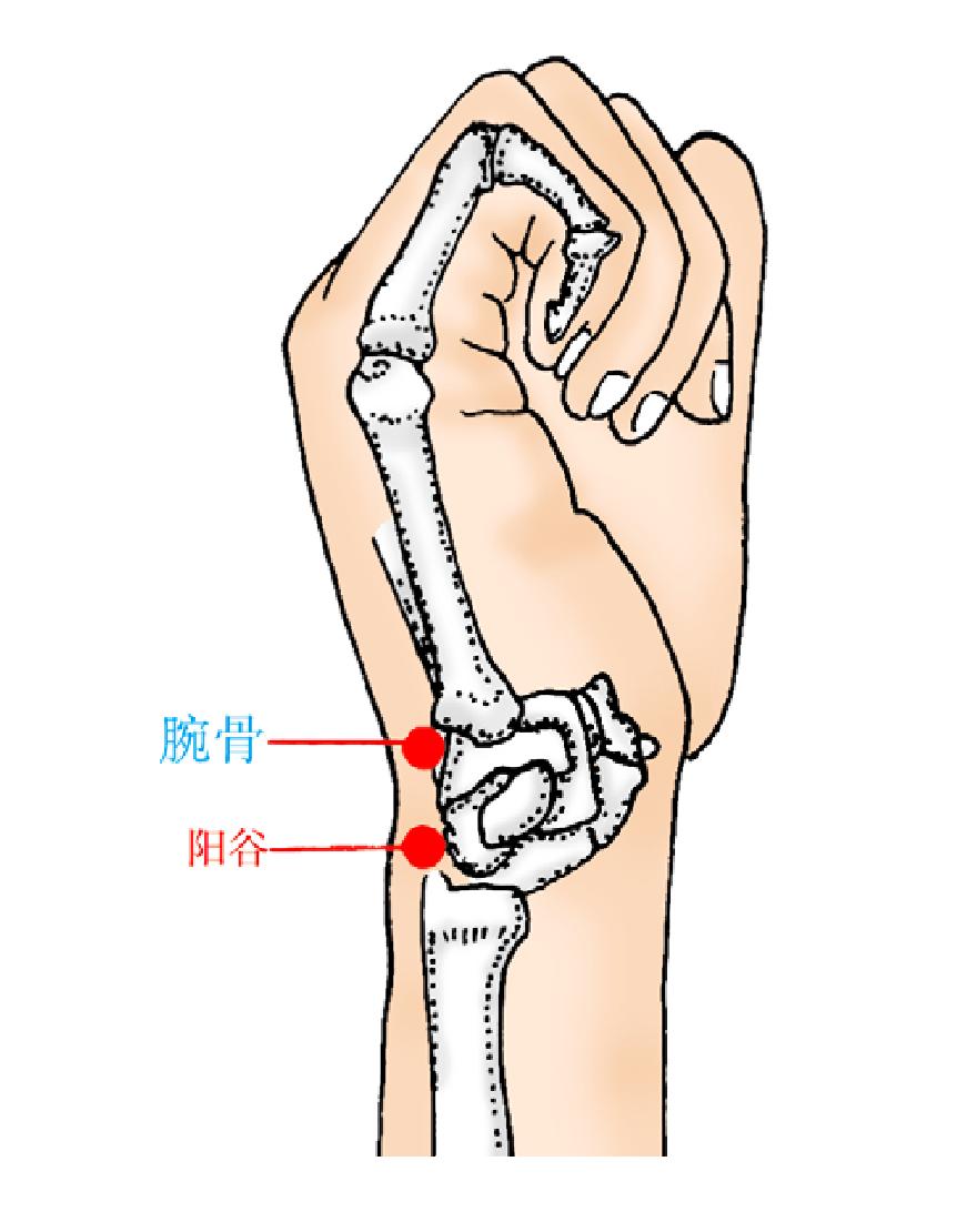 腕骨的准确位置与功效图片