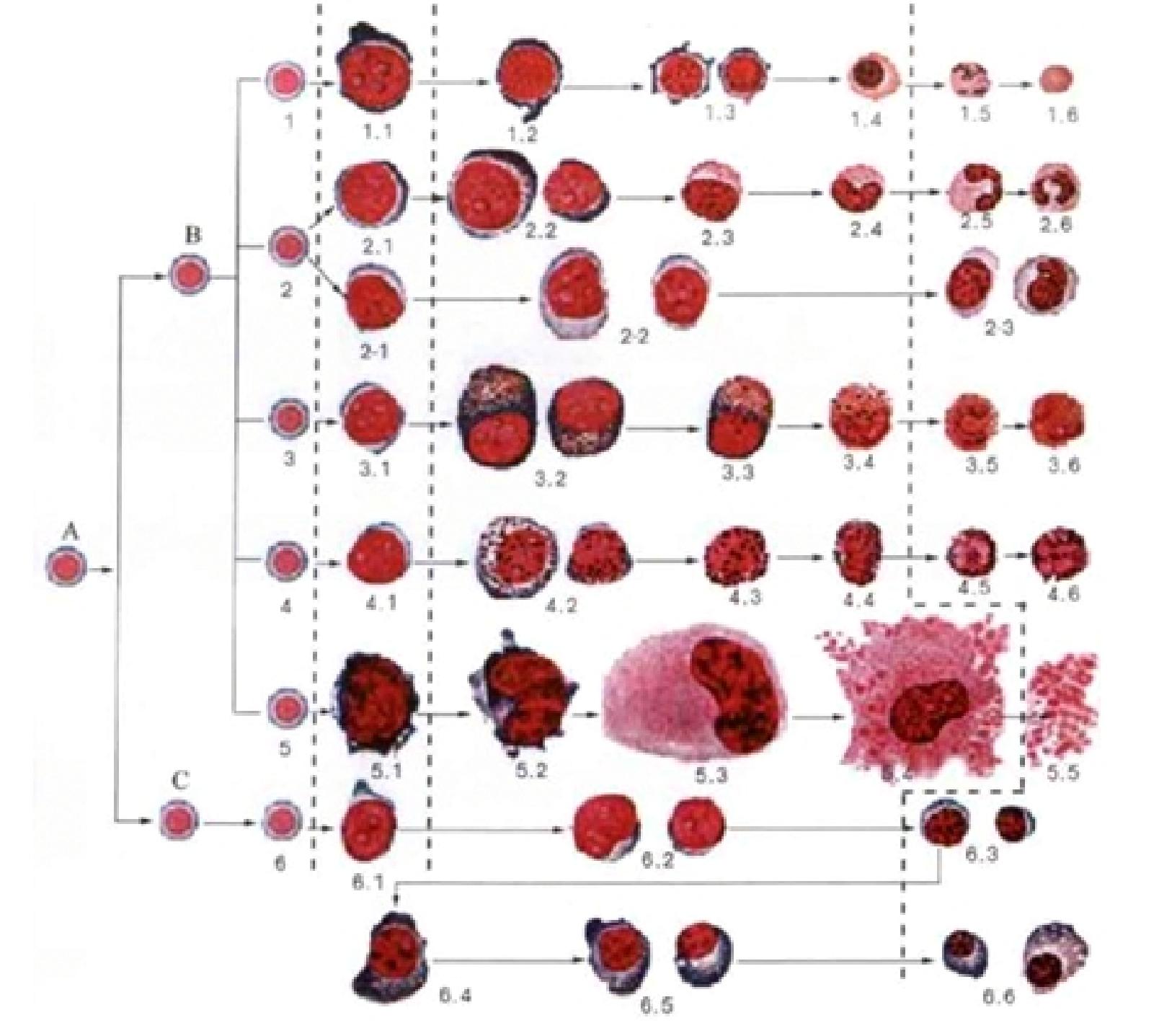 血细胞演变形态图解