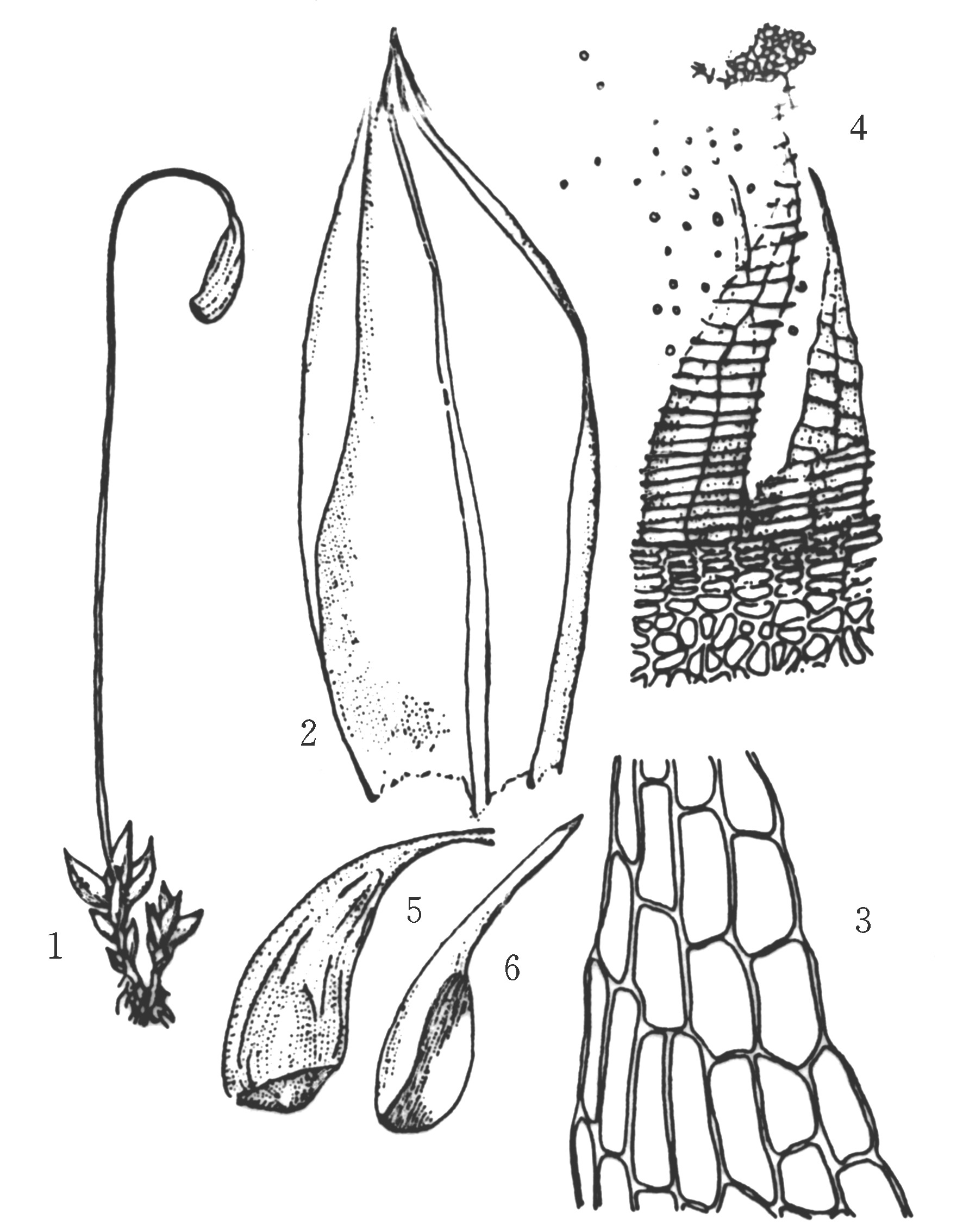 葫芦藓结构图手绘图片
