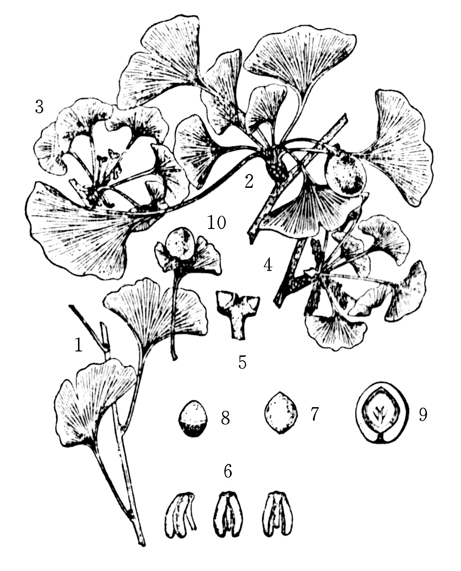 【别名】白果,白果树(临沂),公孙树【学名】ginkgobilobal