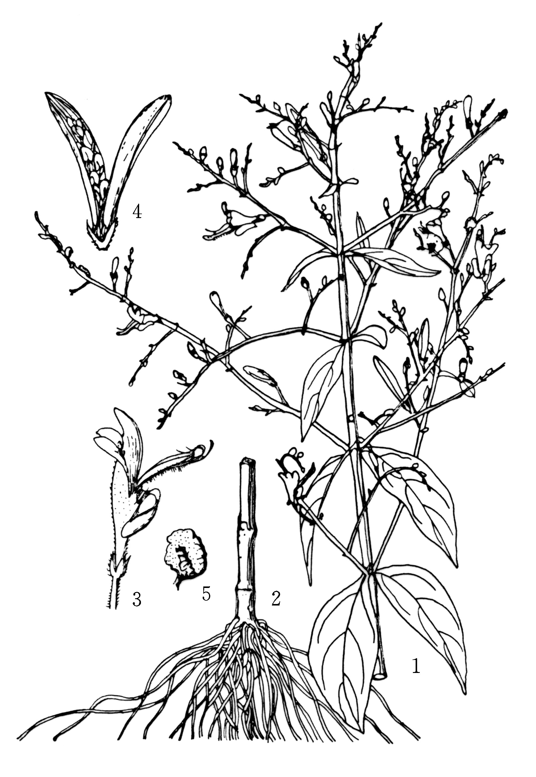 空心莲子草手绘图片