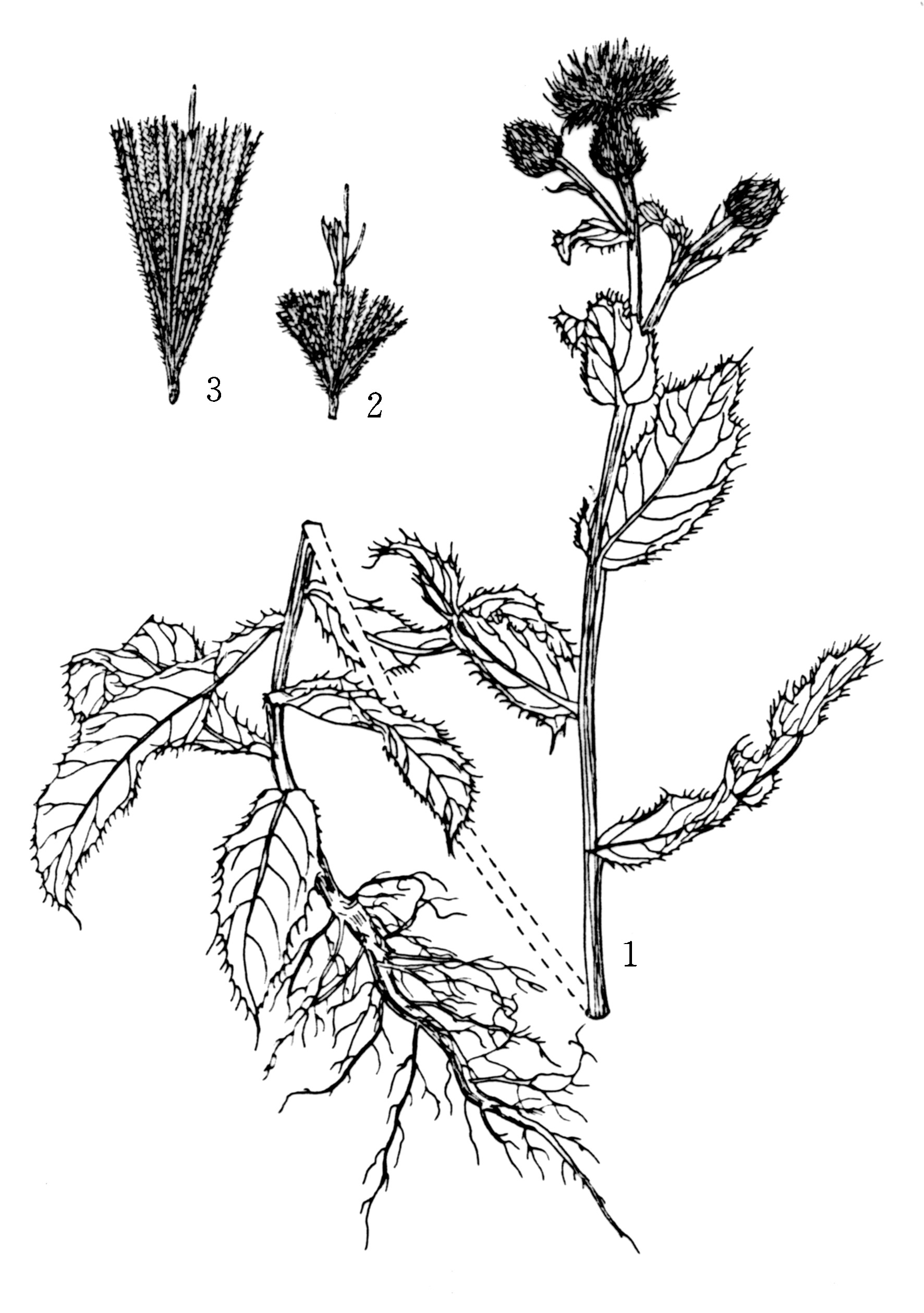 刺儿菜