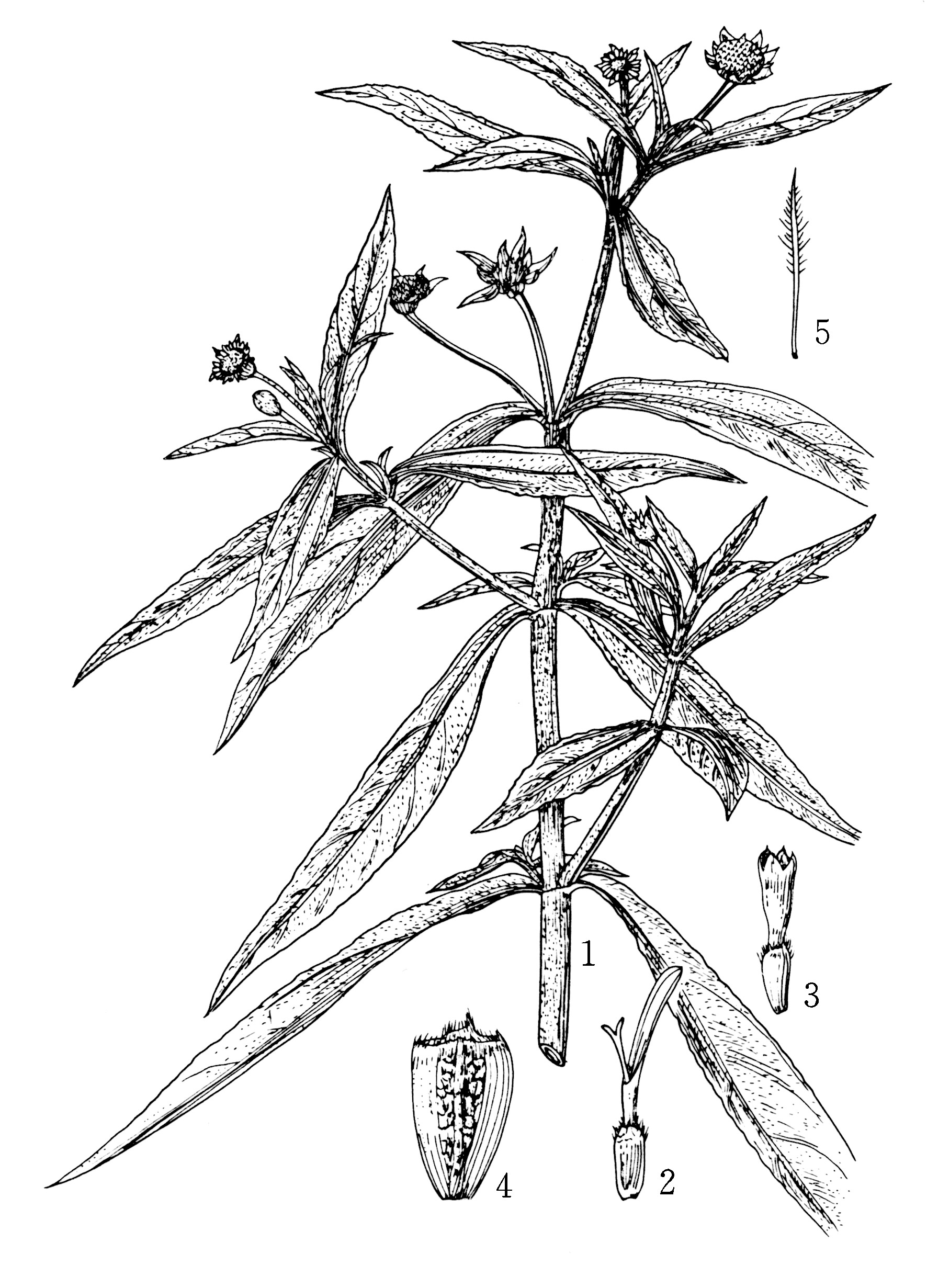 墨旱莲手绘图片