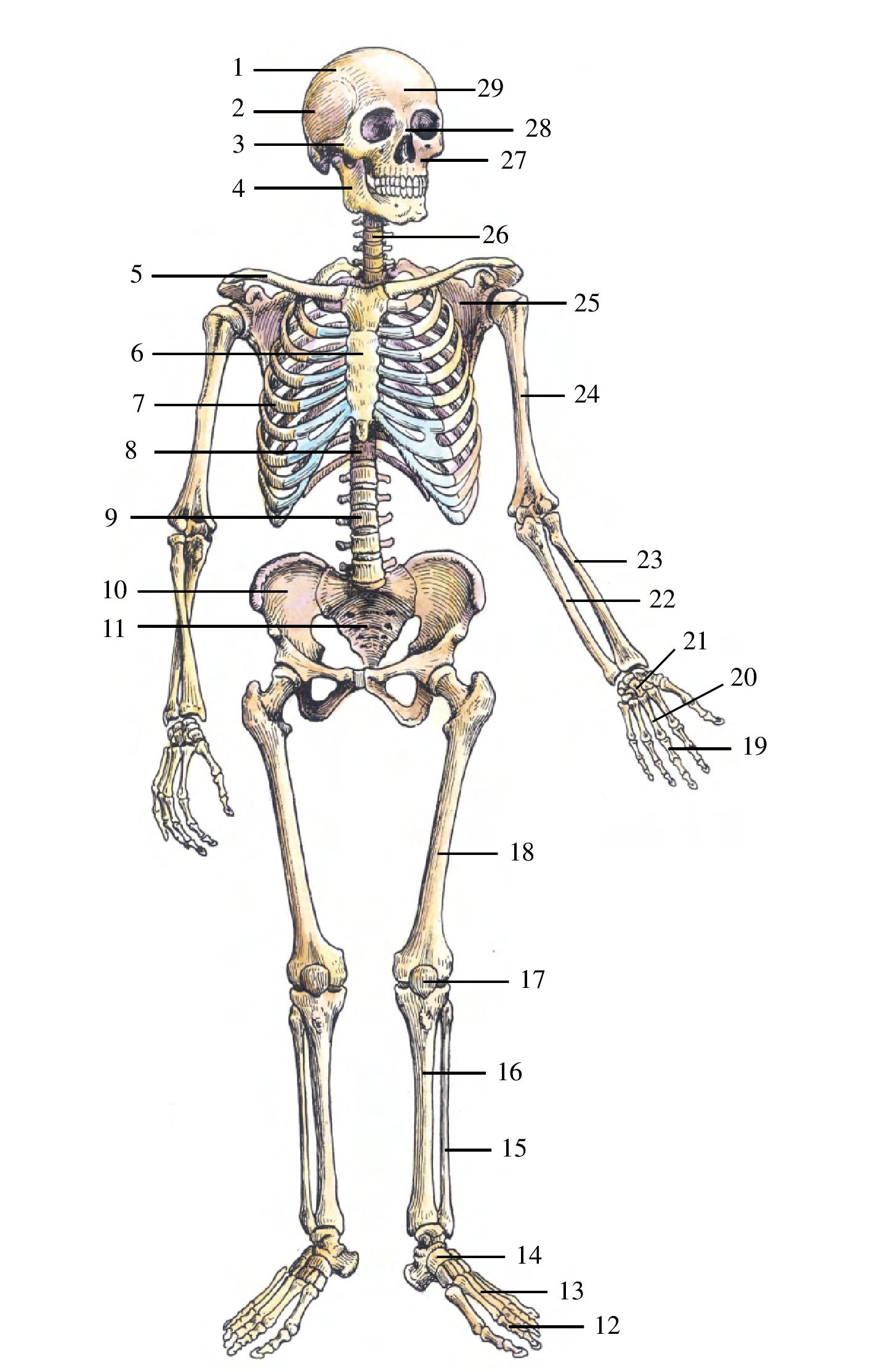 图1-1 全身骨骼