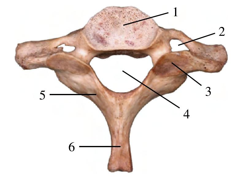 图1-8 隆椎