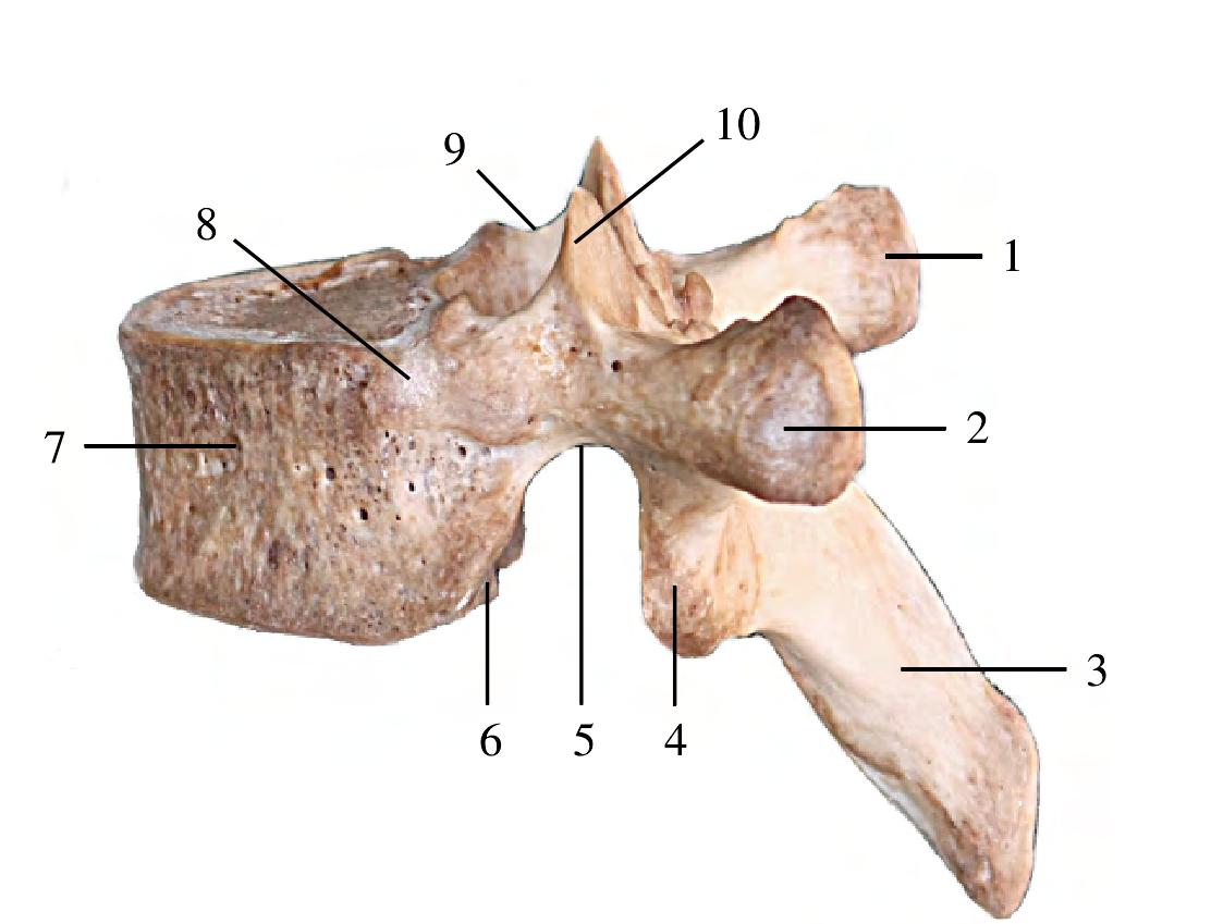 图1-10 胸椎(侧面观)