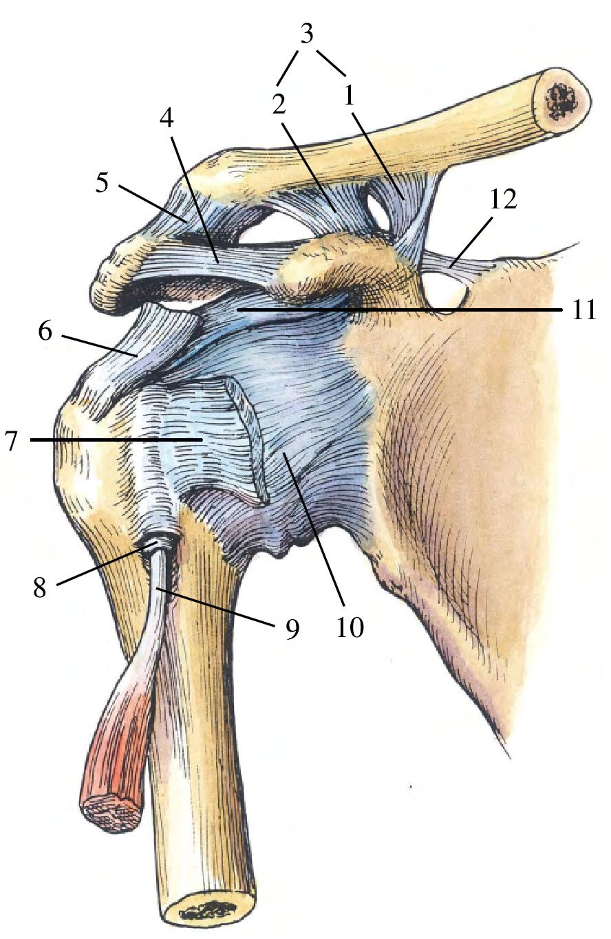 图1-97 肩部的关节和韧带