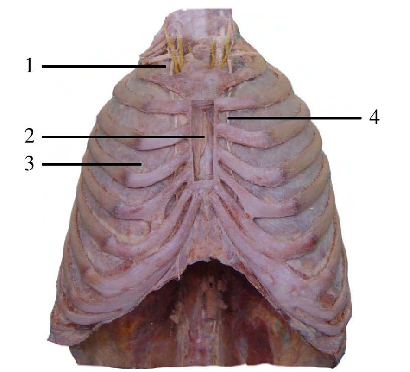 气肋式膜结构图片