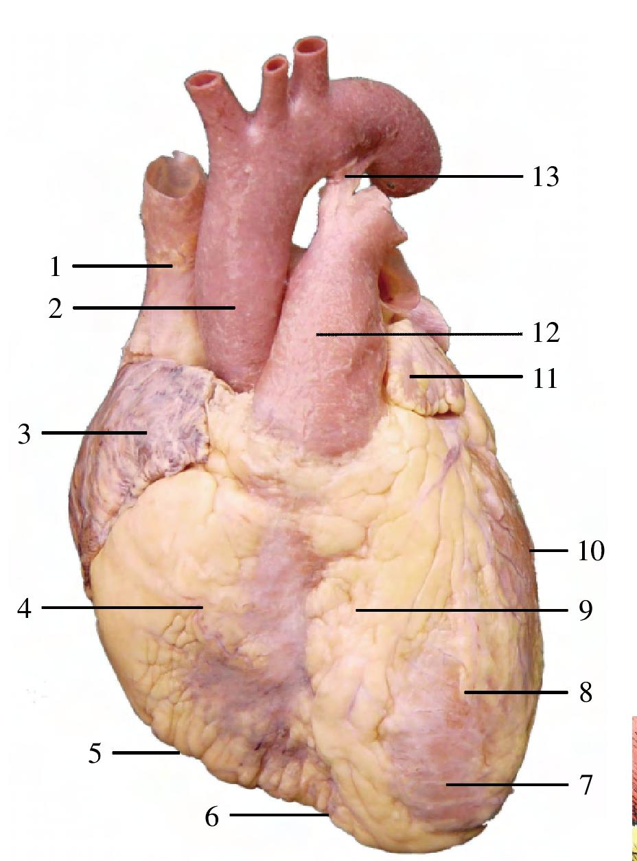 心表面的四条沟解剖图图片