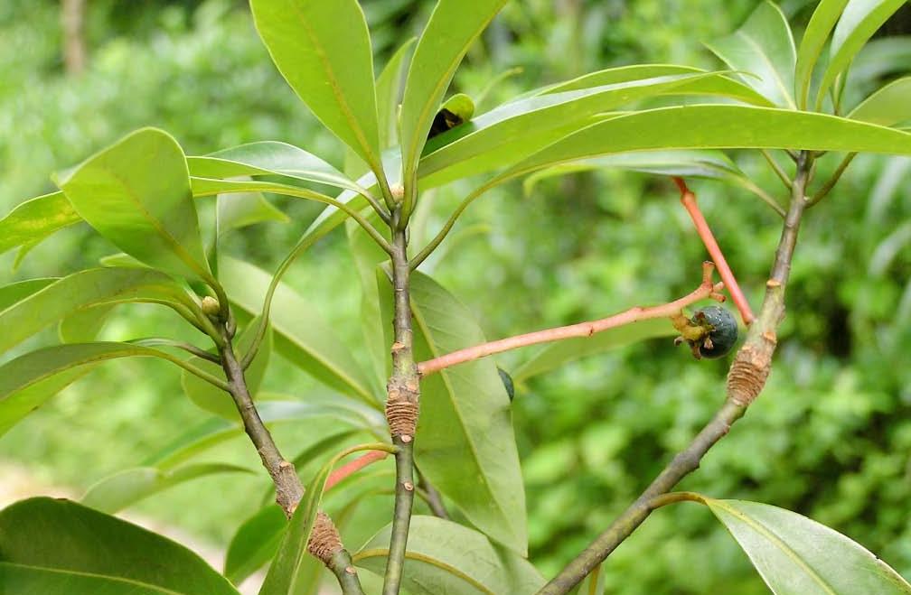 雁荡润楠