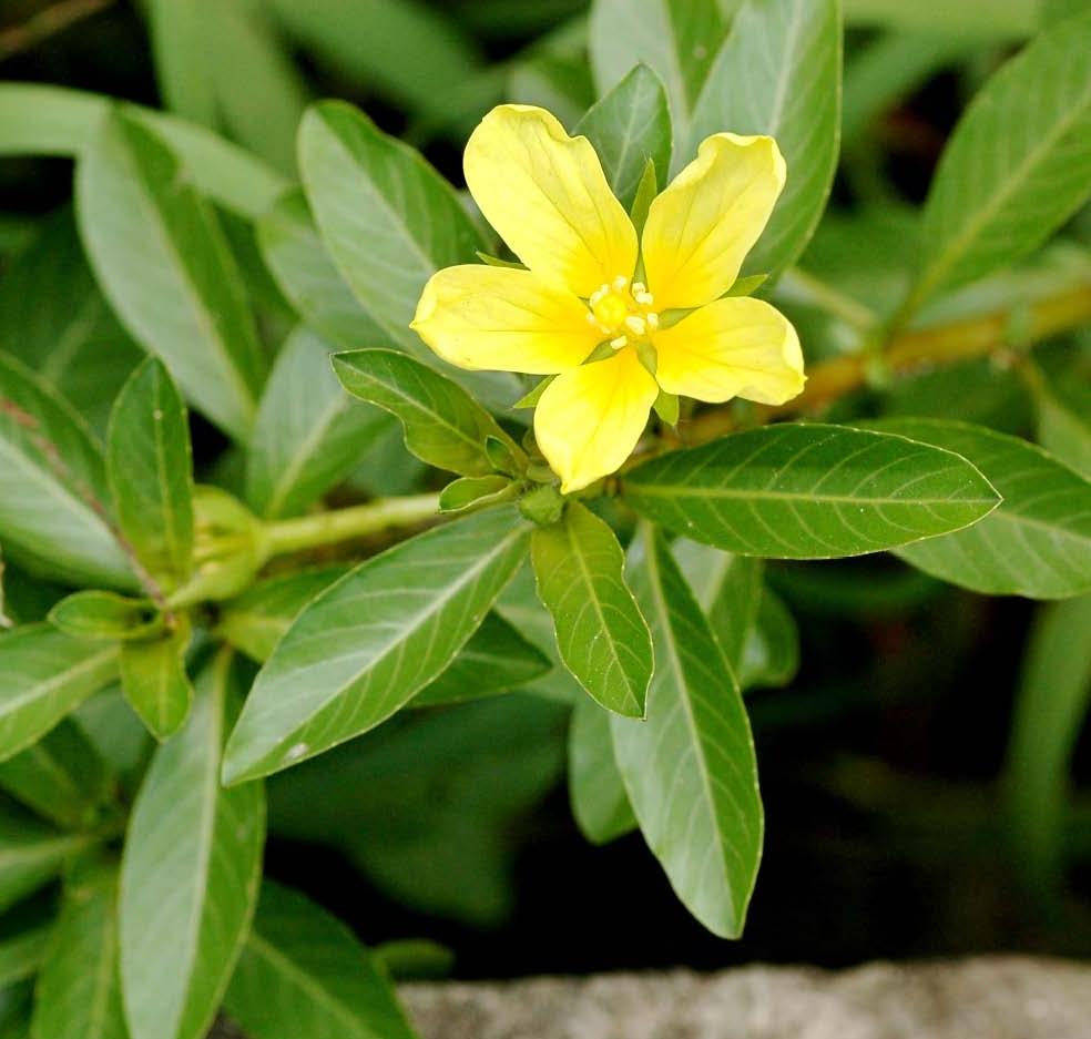 黄花水龙