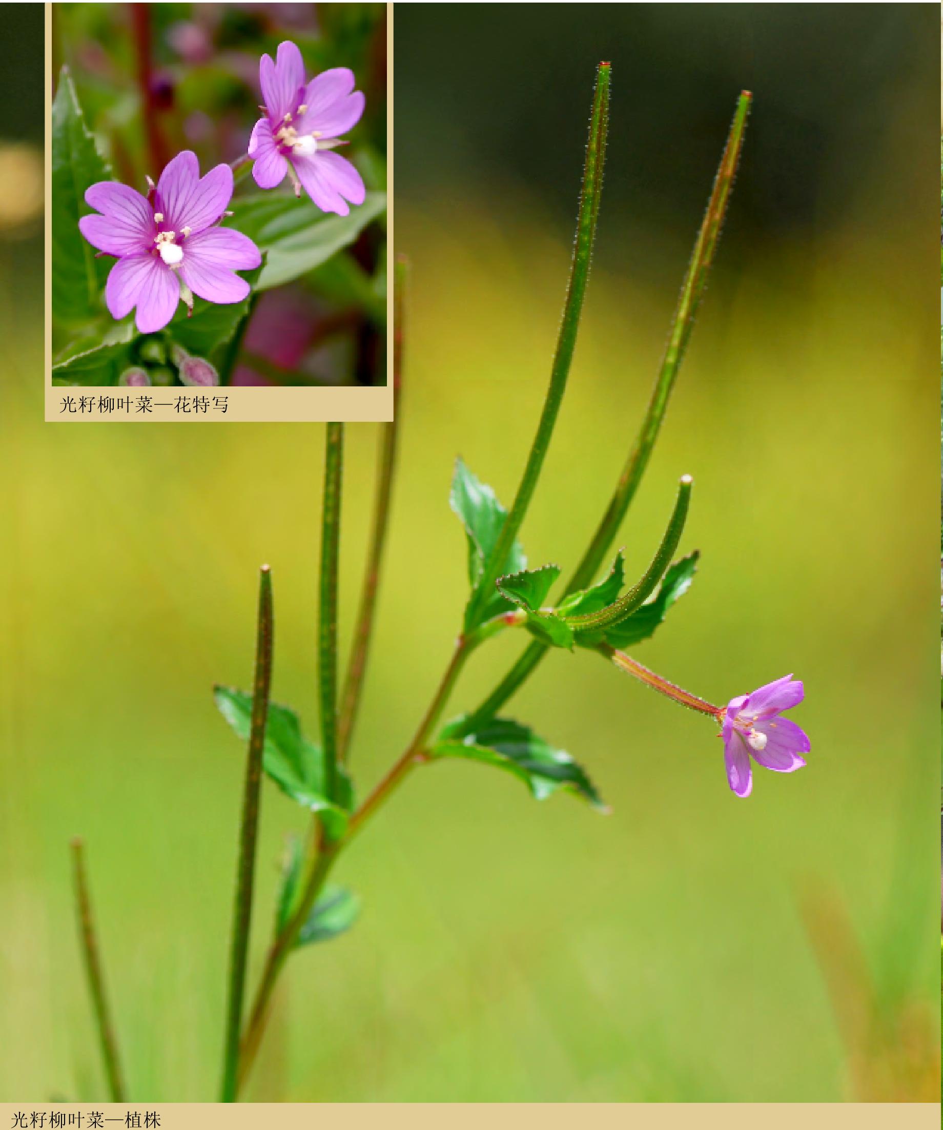 光籽柳叶菜