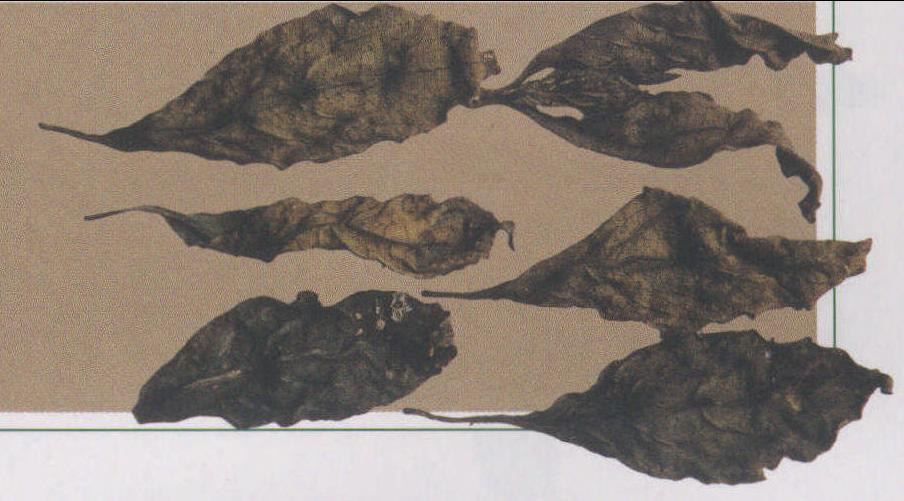 附 大青葉
