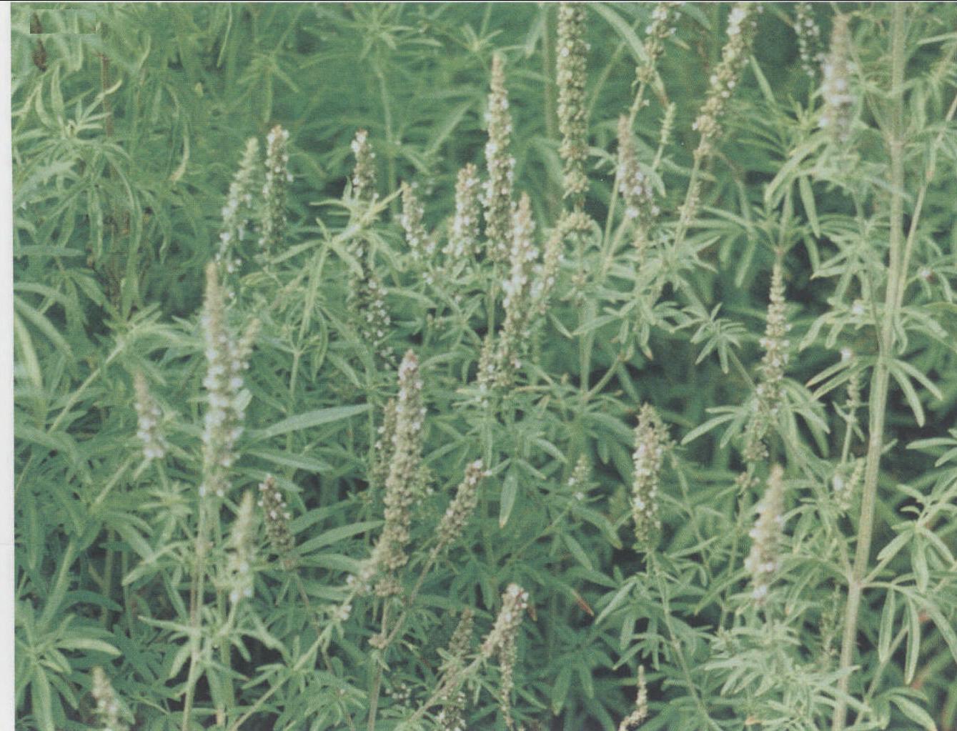荊芥