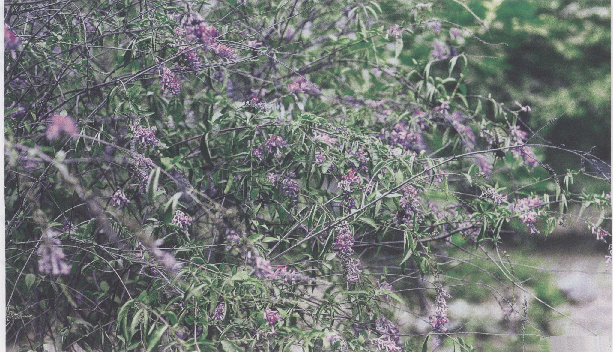 酒藥花