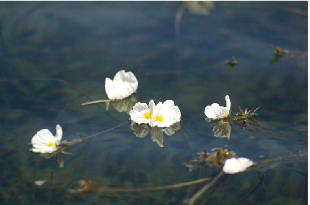 波叶海菜花