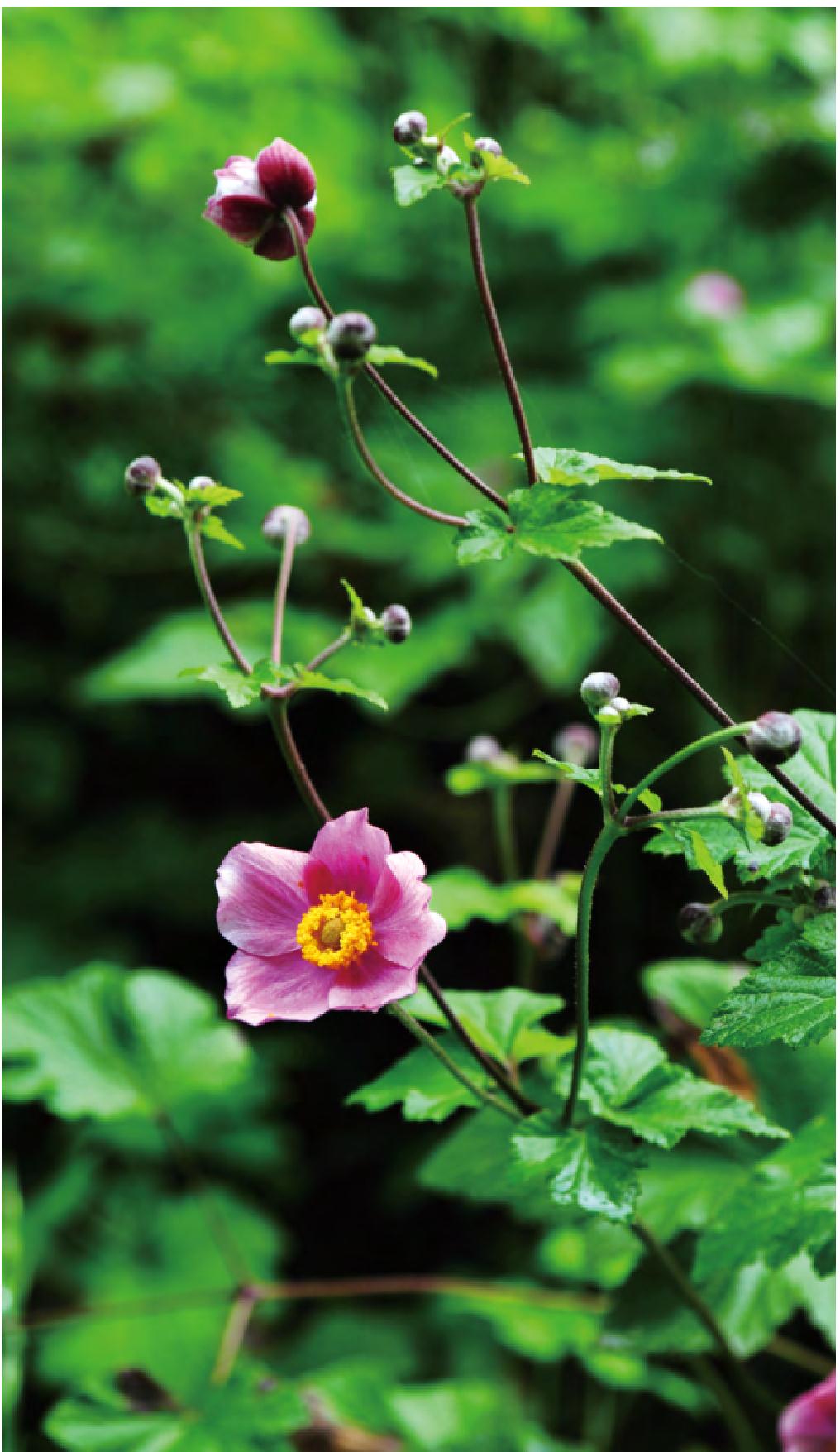 野棉花