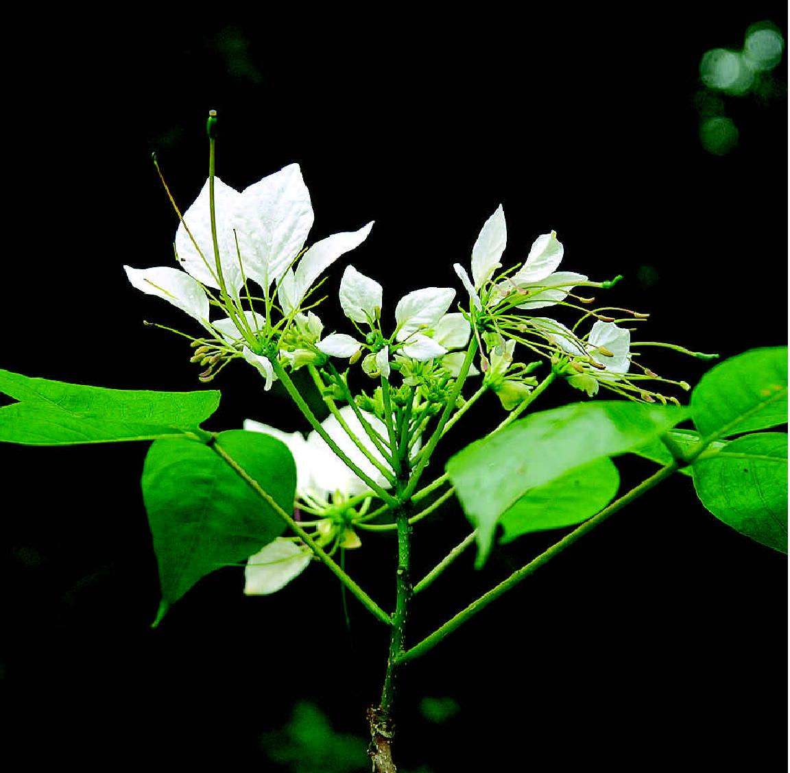 树头菜