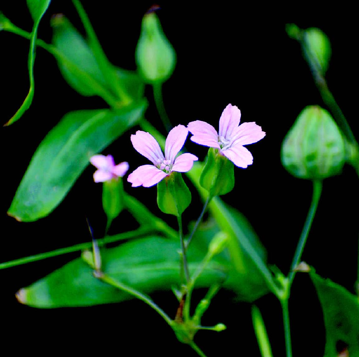 麦蓝菜