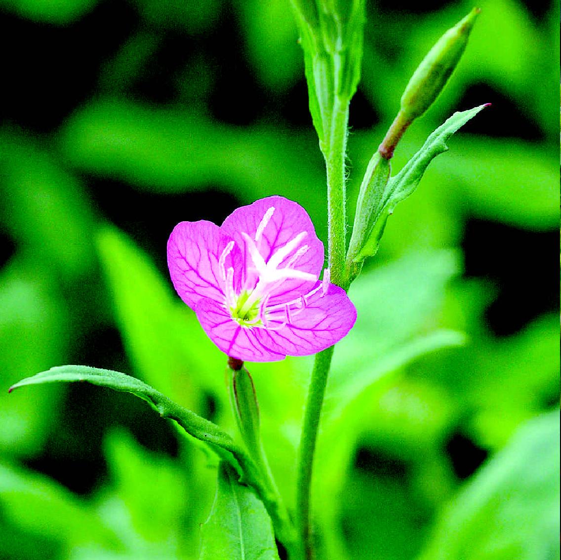 粉花月见草