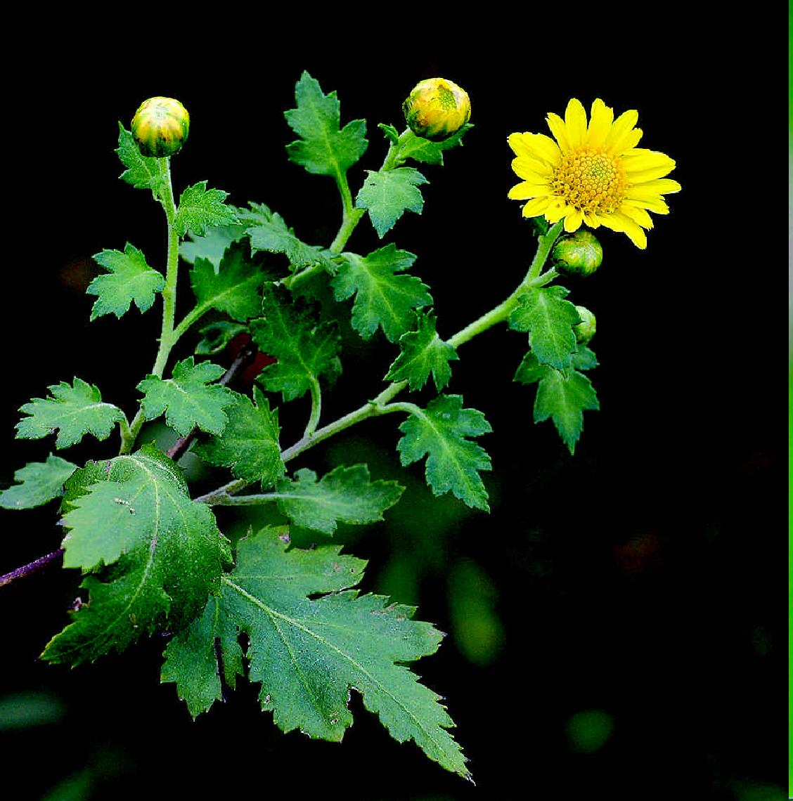 野菊