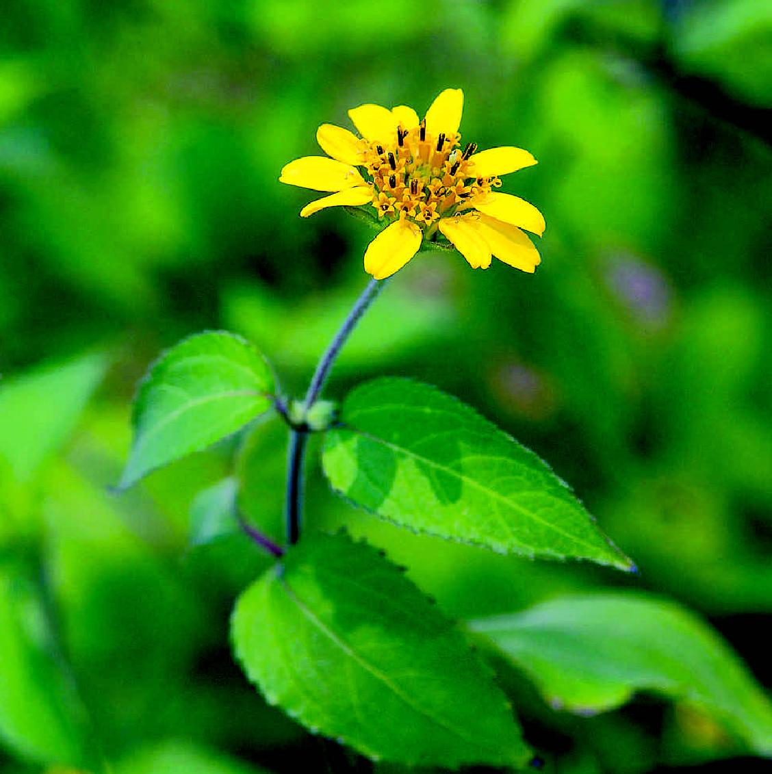 山蟛蜞菊