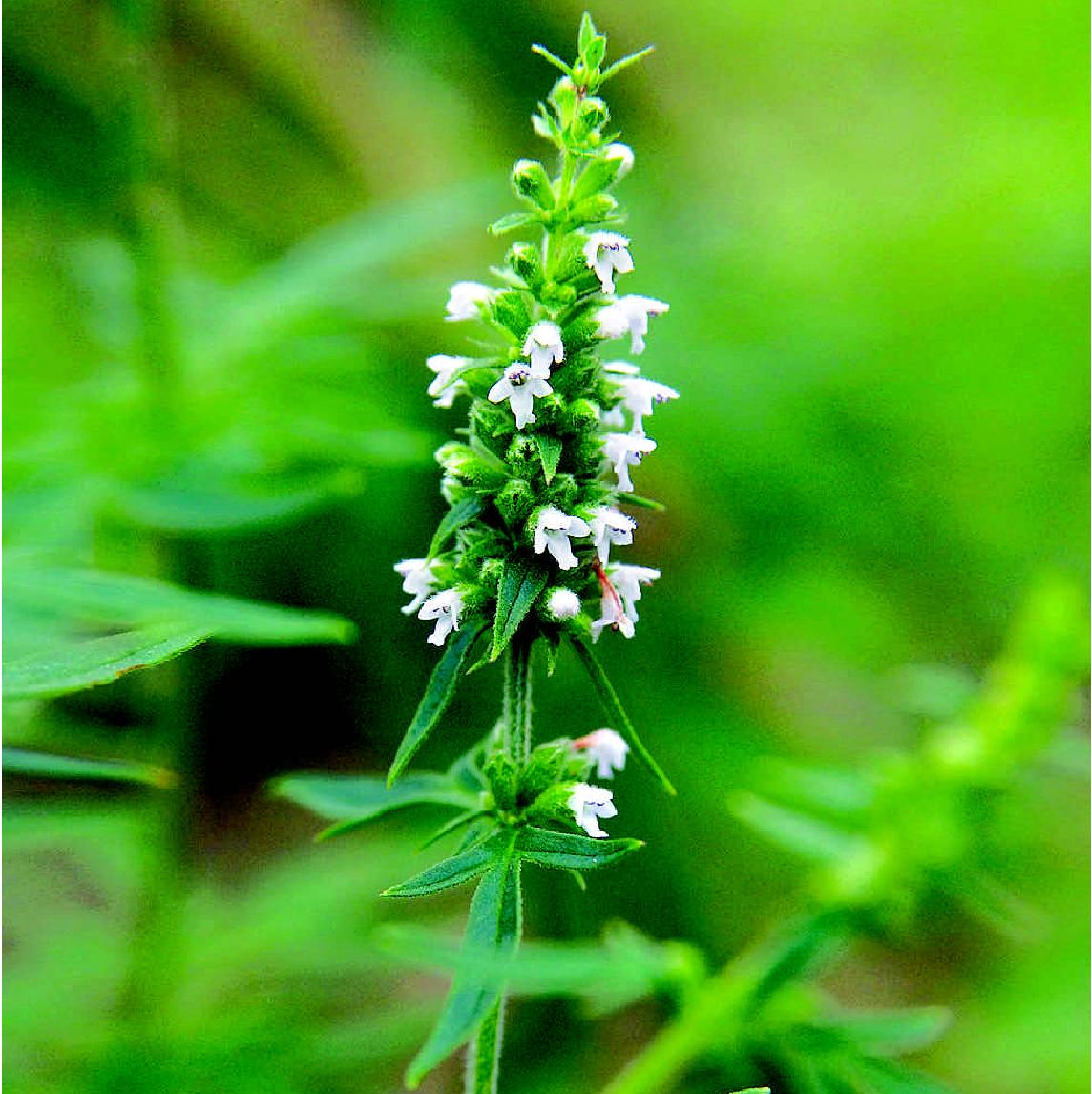 裂叶荆芥