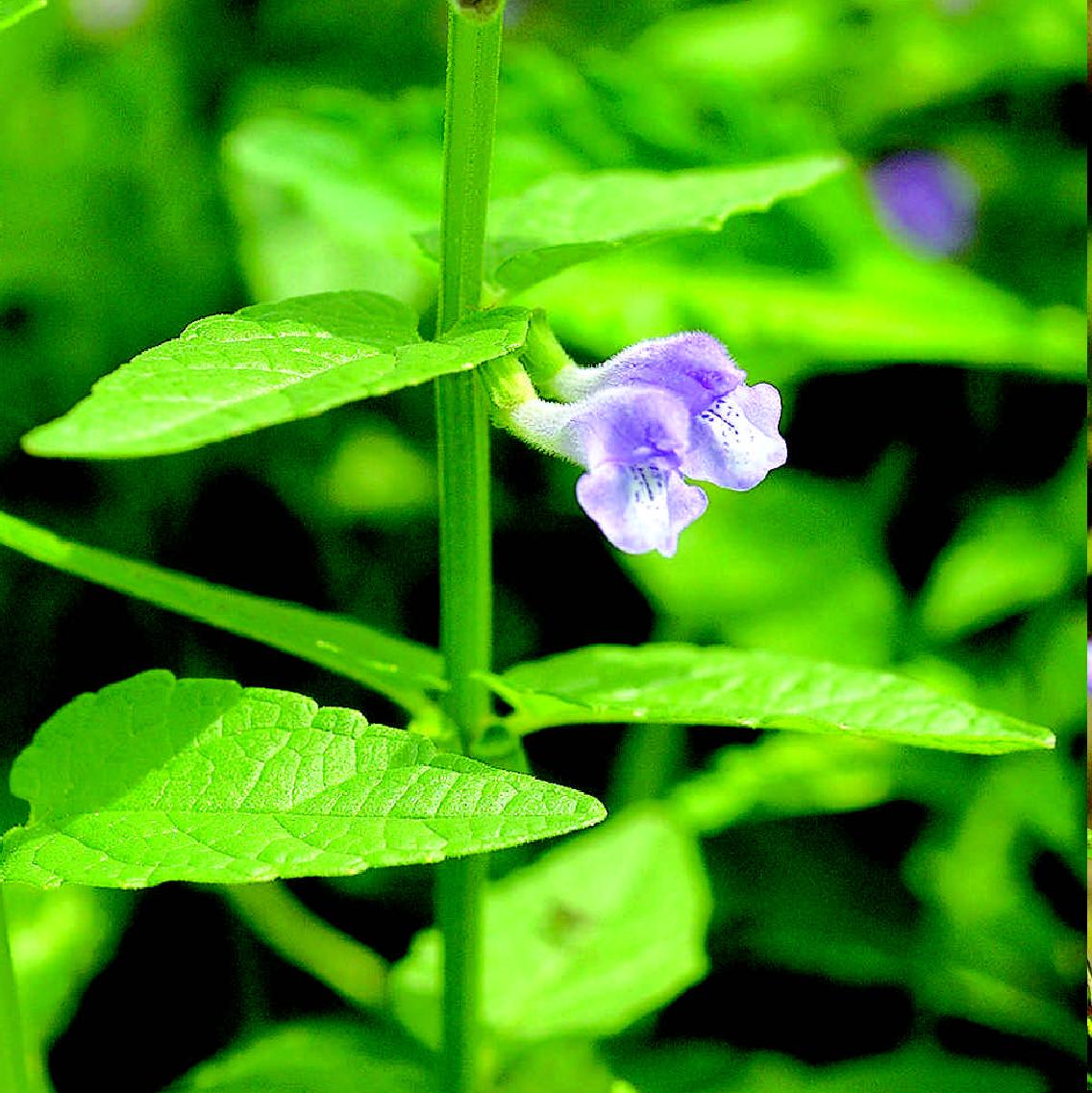 盔状黄芩