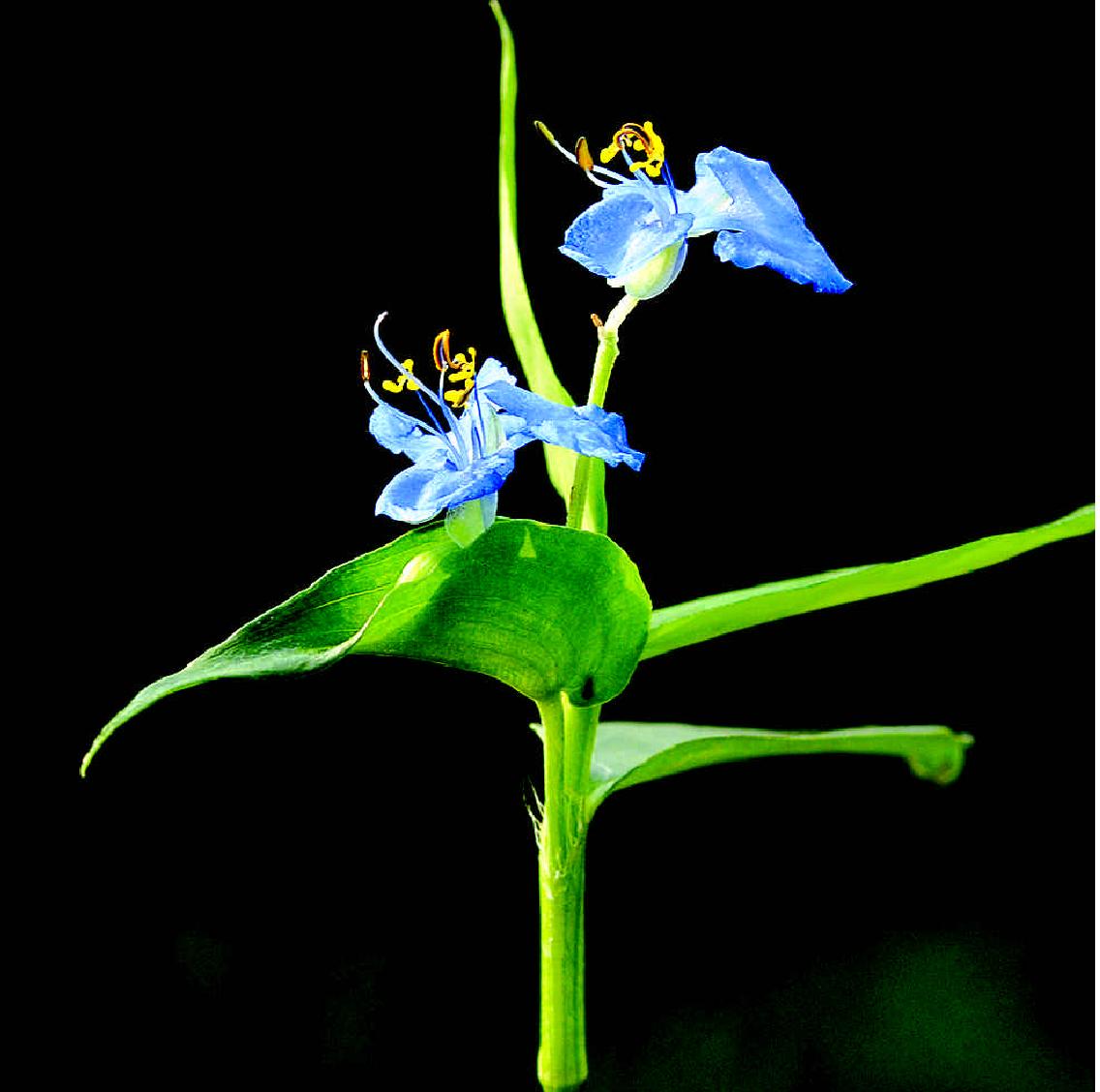 节节草