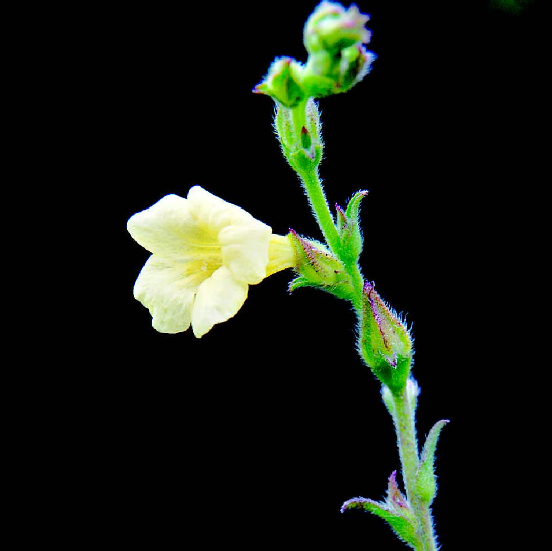 胡麻草