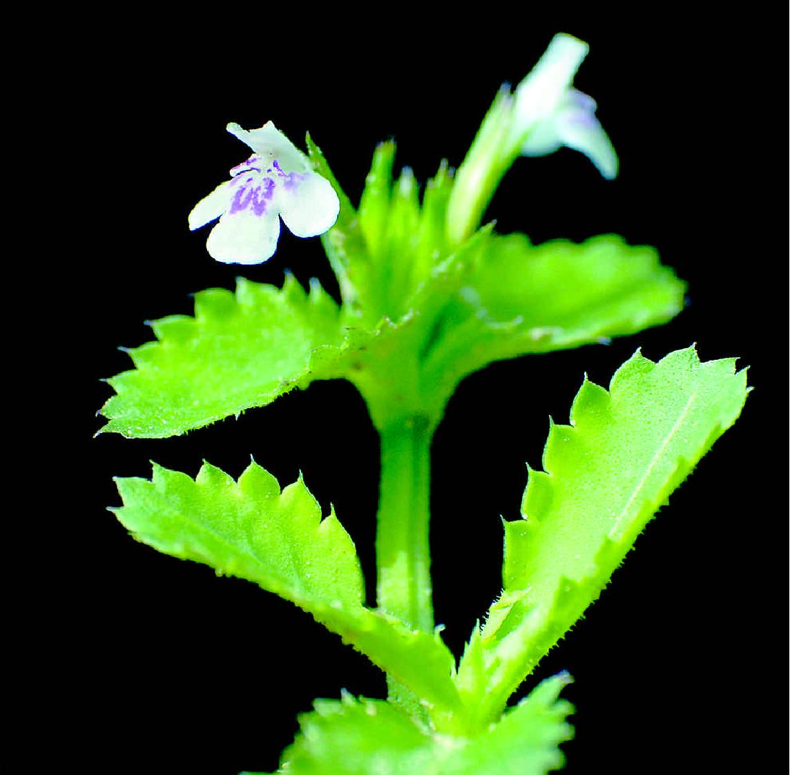 刺齿泥花草