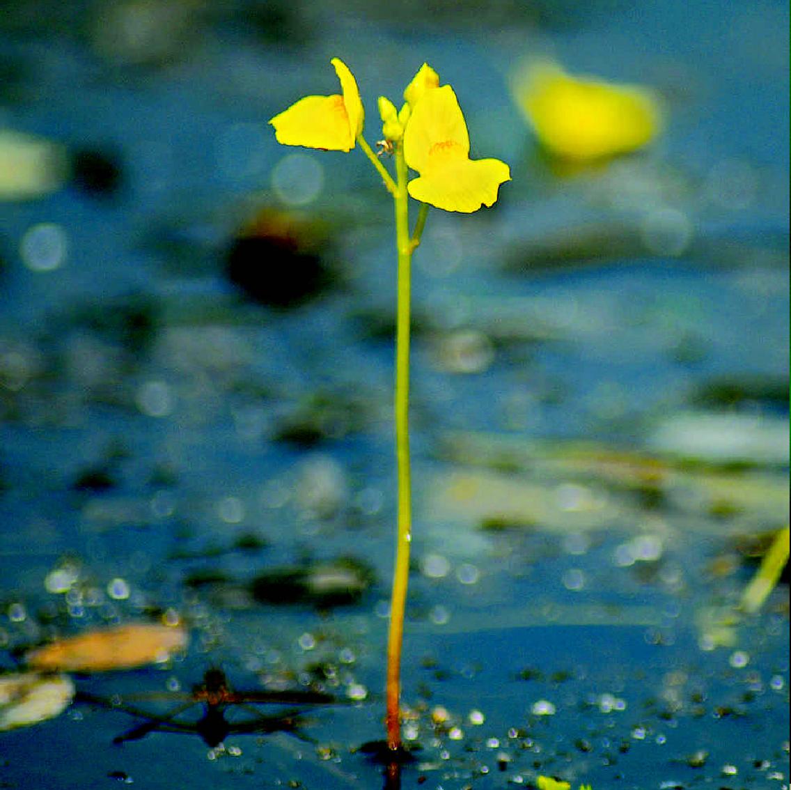 黄花狸藻