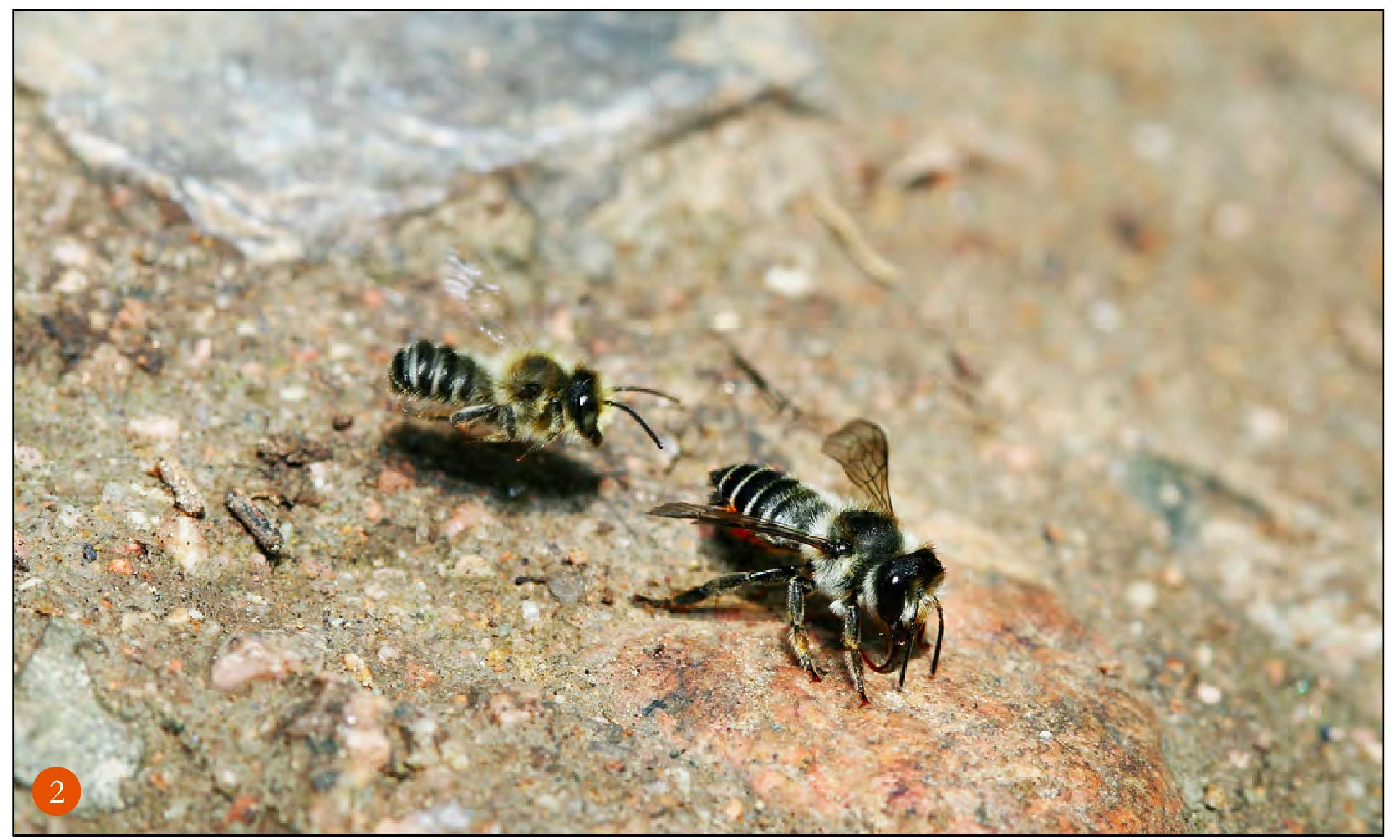 切叶蜂觅食图片