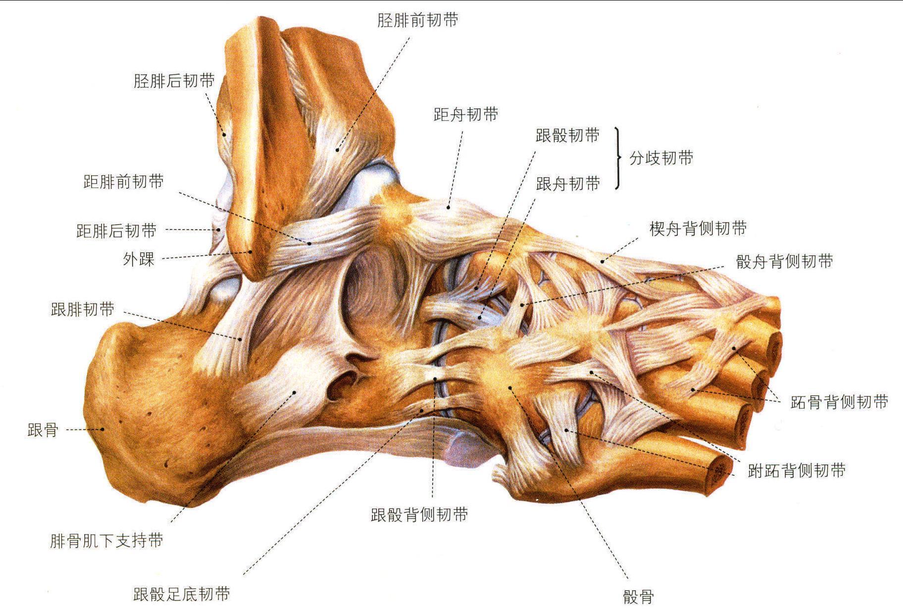 第二节 人体韧带与关节解剖