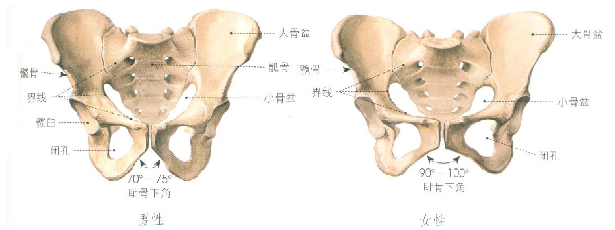 第一節(jié) 人體骨骼解剖