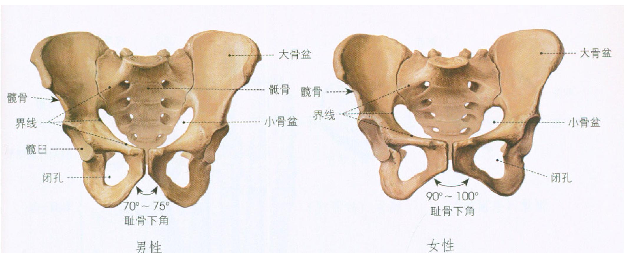 第一節(jié) 人體骨骼解剖