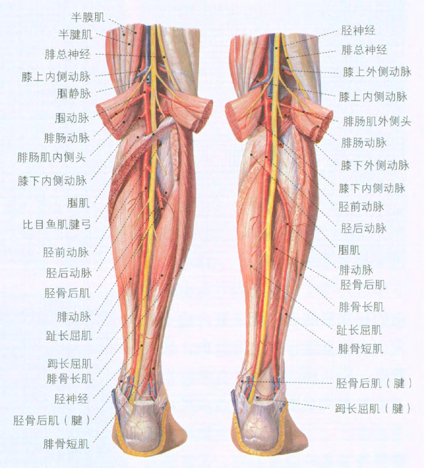 第二節(jié) 膝部新手法治療及科學鍛煉方法