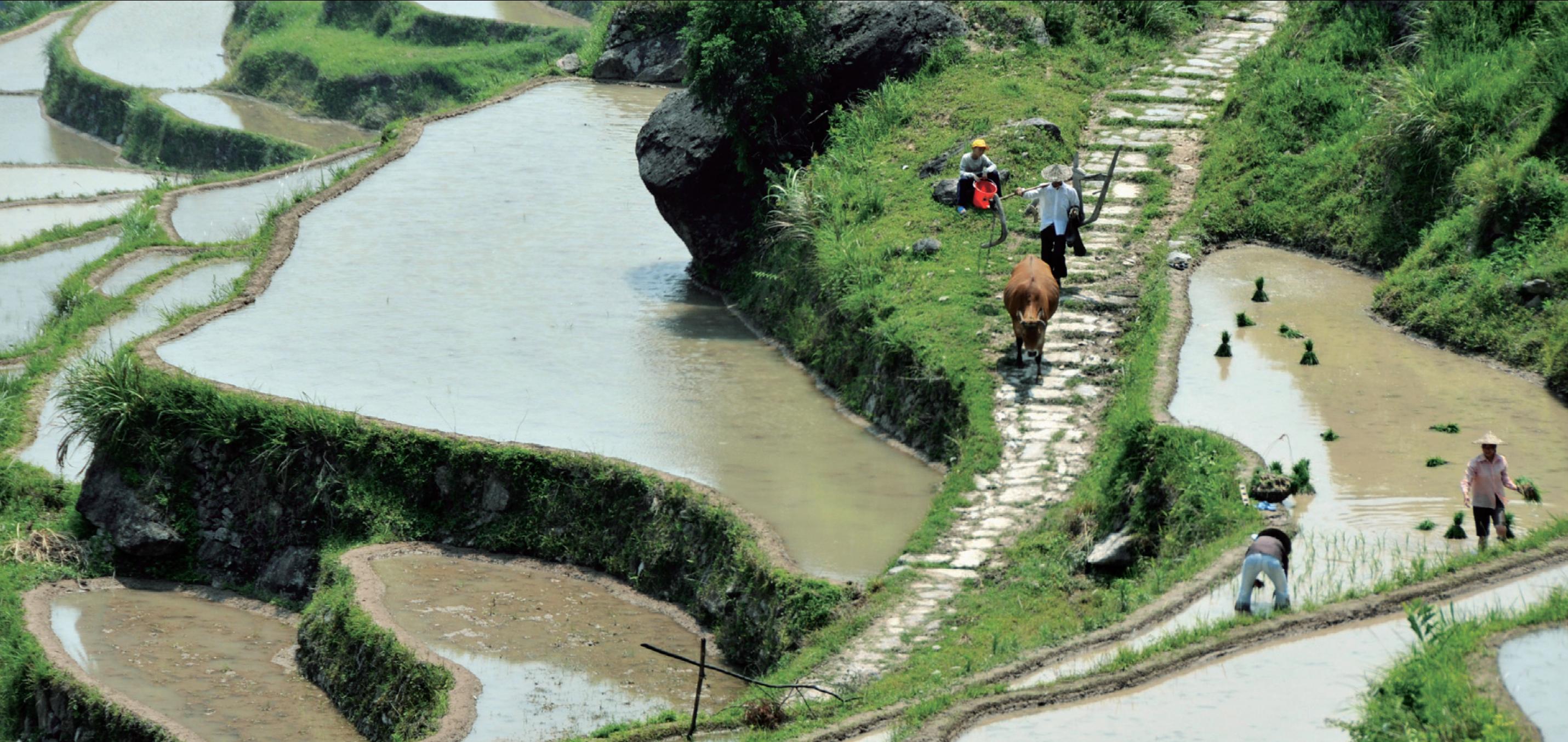 温小西门-桐岭顶古道