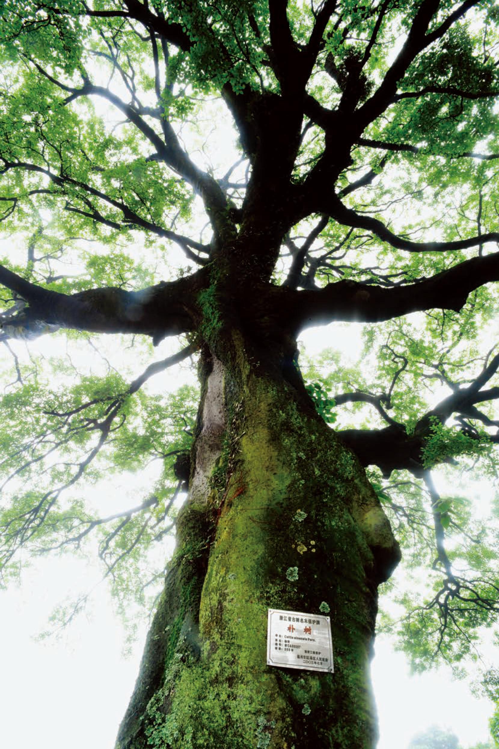 茶山街道羅山村大茶山 樸樹