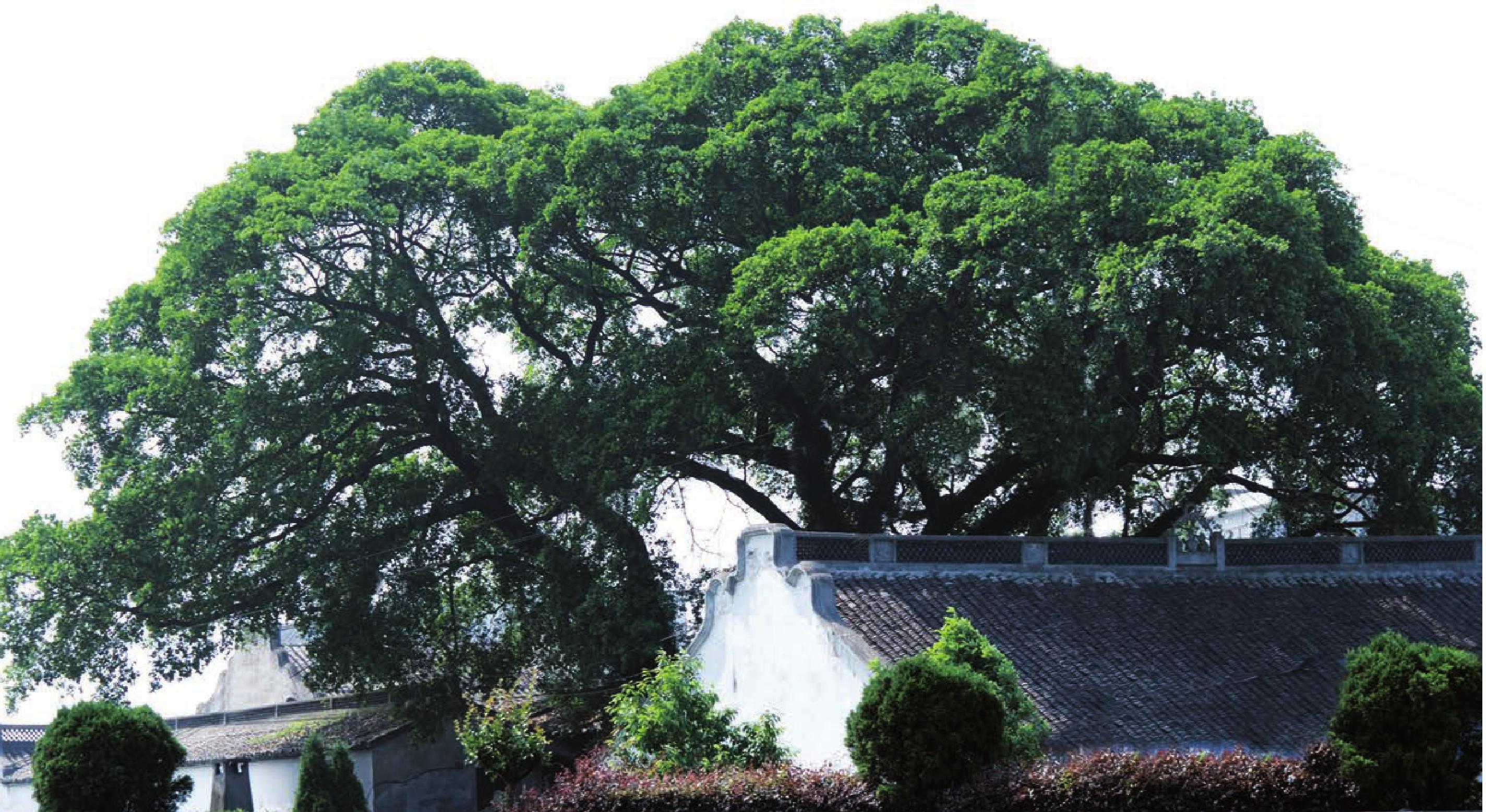 狀元三郎橋莊濟廟內(nèi) 包松榕