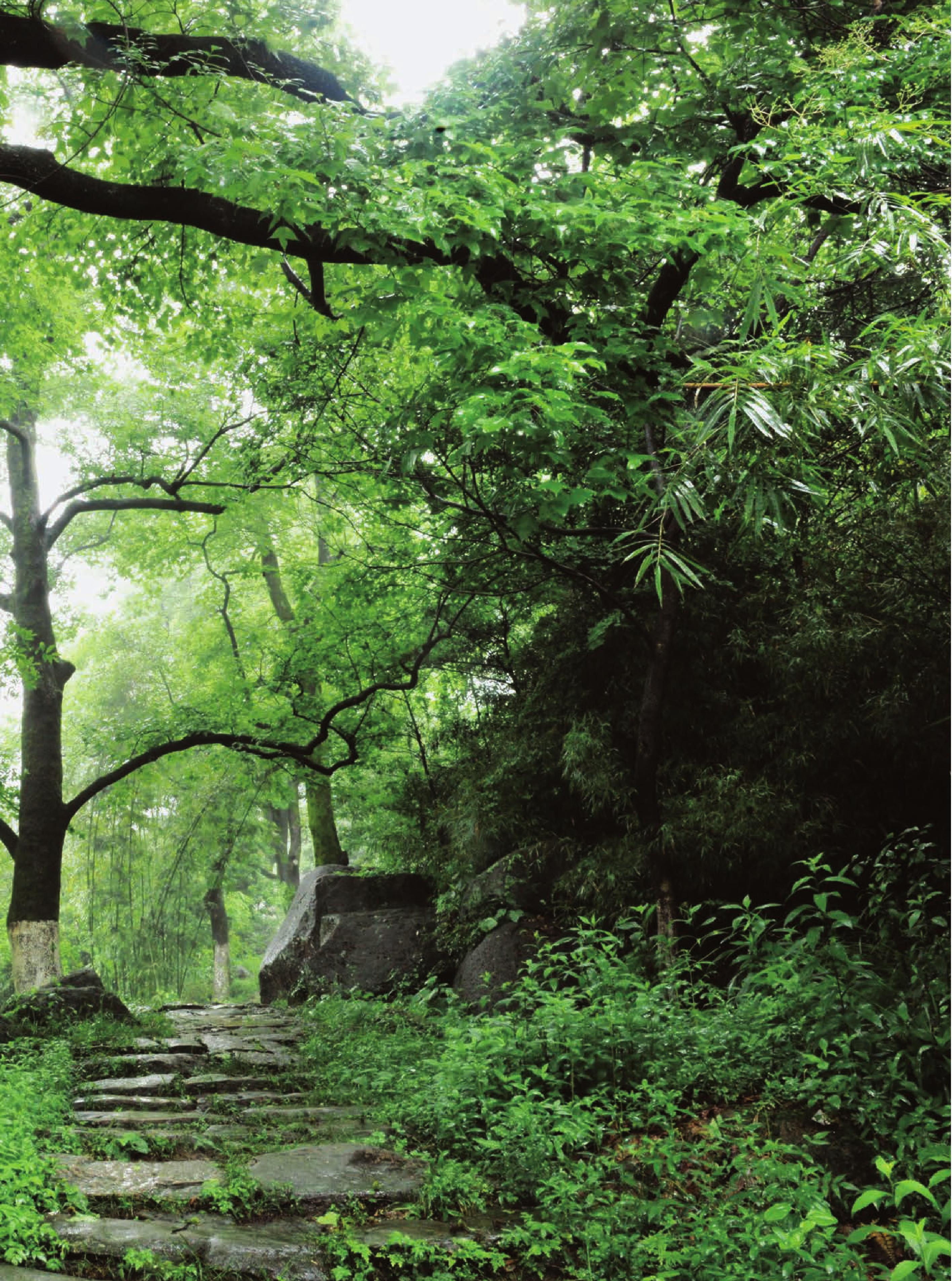 瞿溪街道雄岙村石巖屋風景區(qū) 楓香群