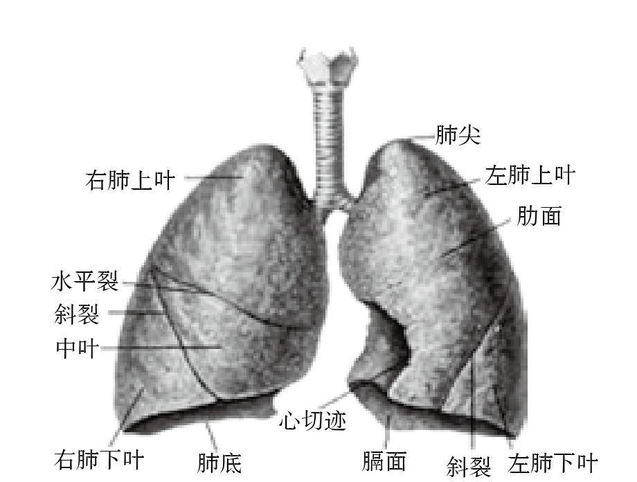 一、肺的解剖特点