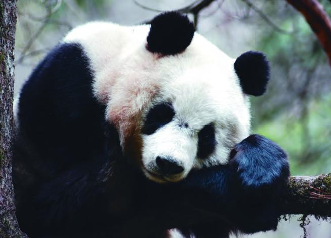 秦岭的大熊猫