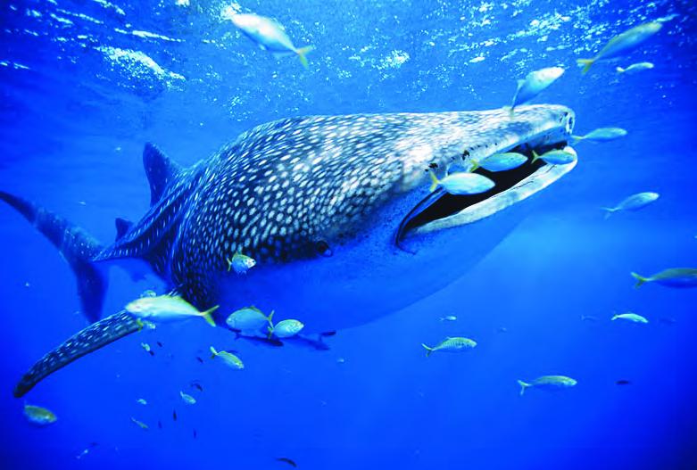 最大的鲨鱼——鲸鲨