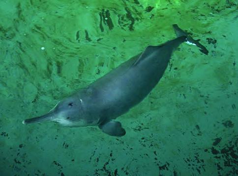 中国特有的淡水海豚——白鱀豚