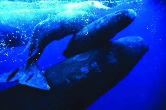 最大的产香动物——抹香鲸
